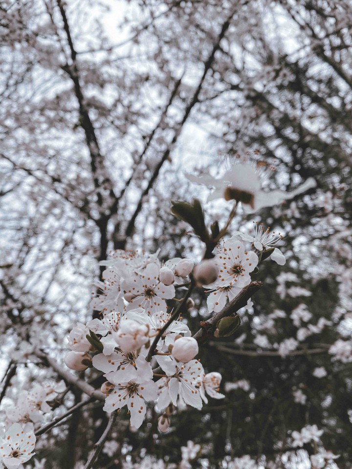 цветы
