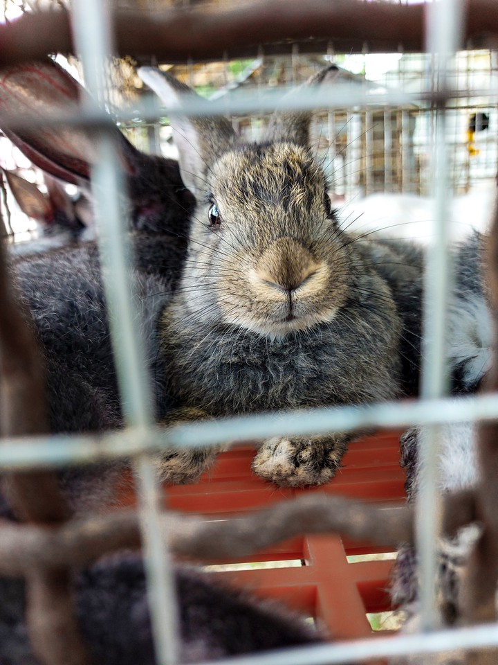 Rabbit