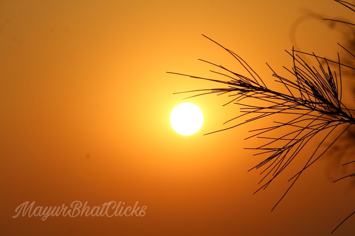 SunSet Scenes