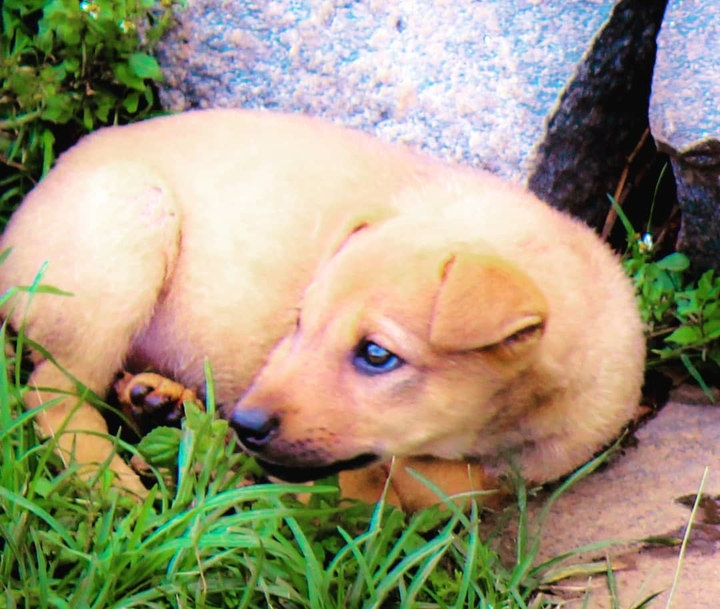 pet