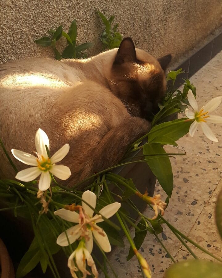 flowers sleep