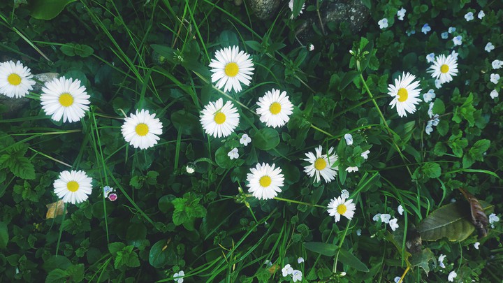 flowers