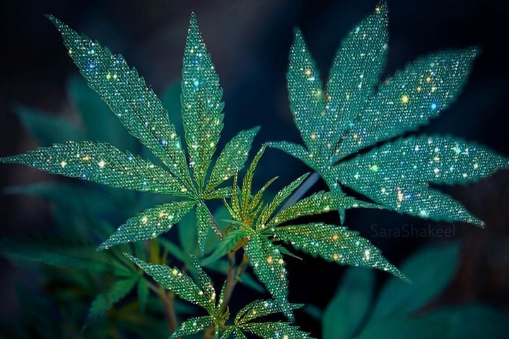 Marihuana ☆
