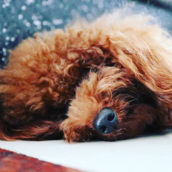 poodle