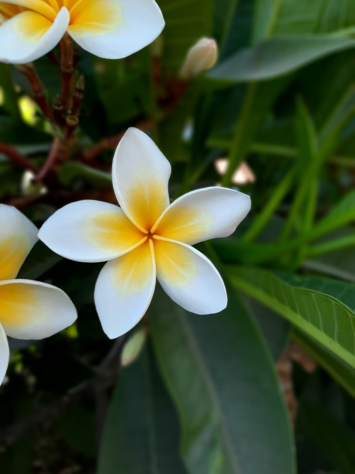 A flower that feels like fabric