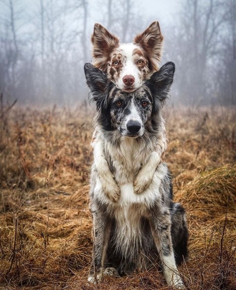 Dogs
