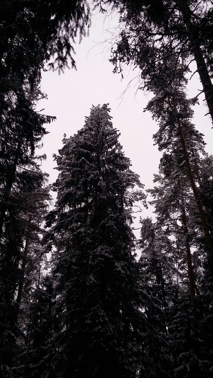 winter in forest