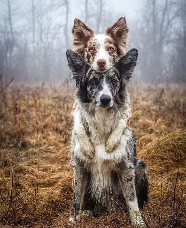 Dogs