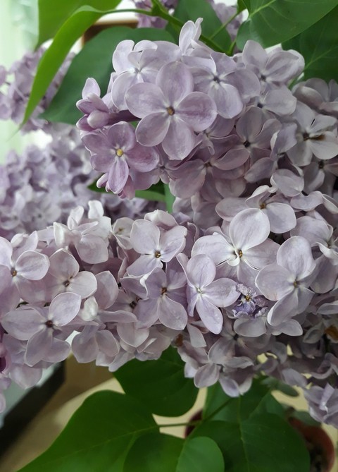 lilac