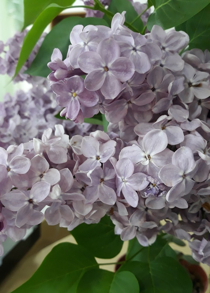 lilac