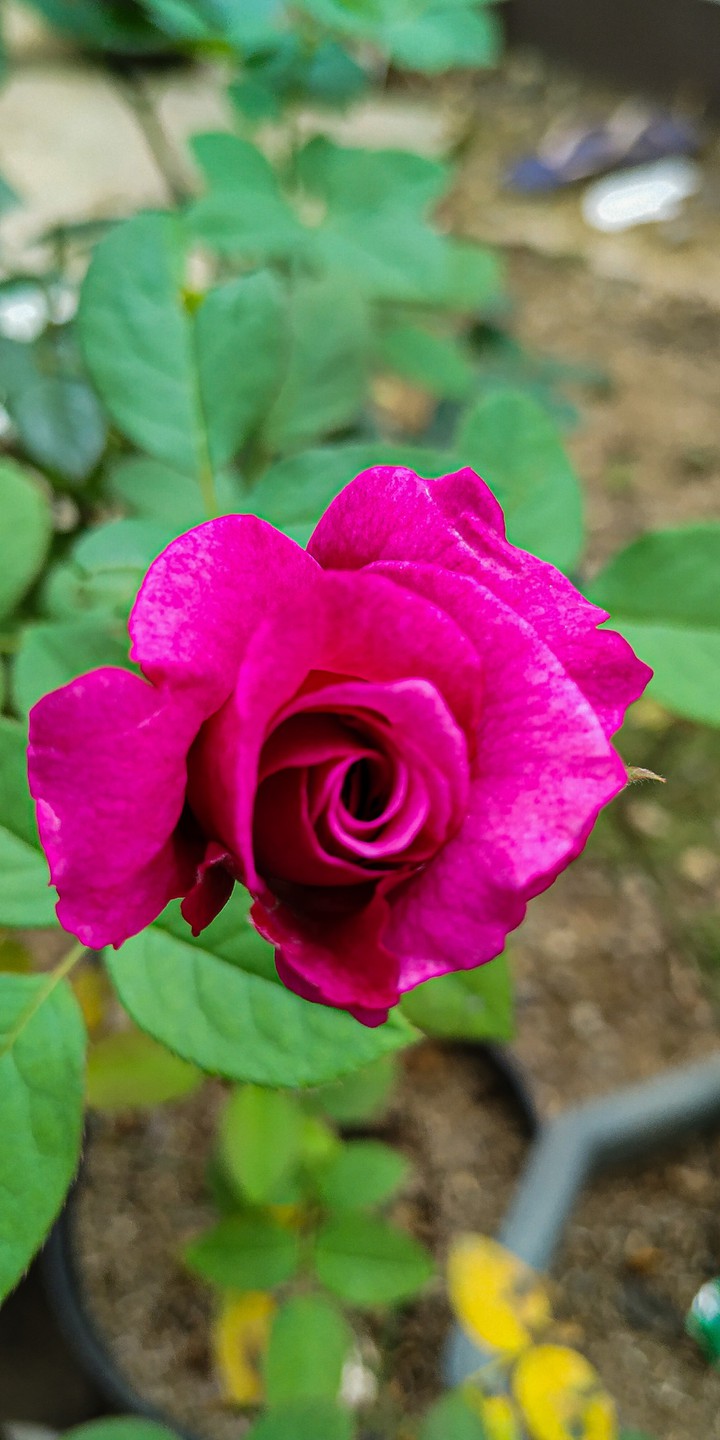 pink rose
