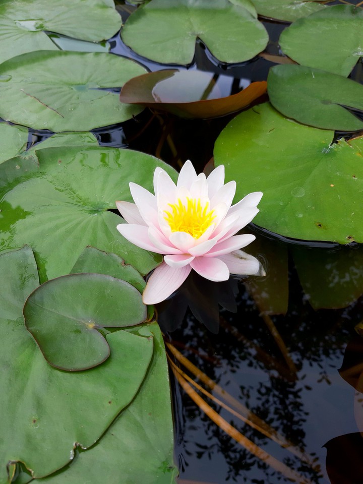 lily