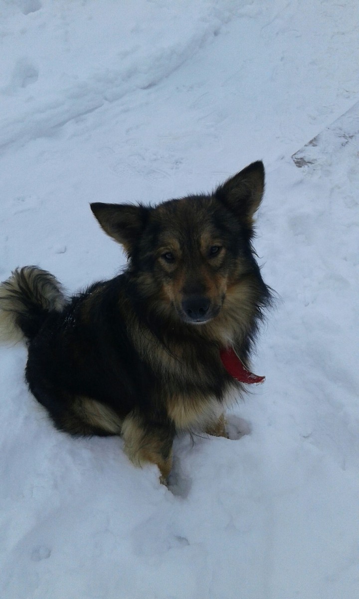 doggie