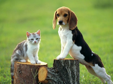 dog&cat