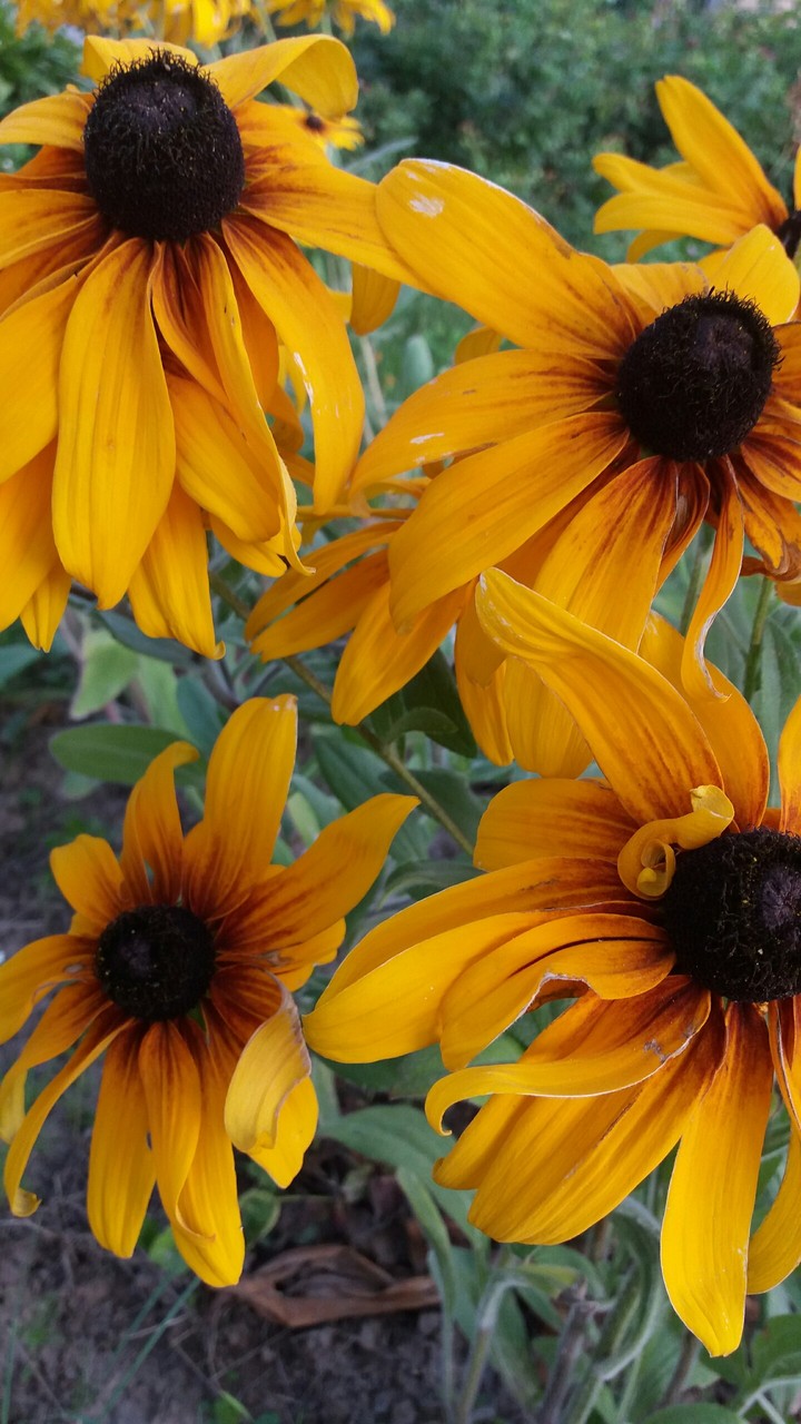 Echinacea