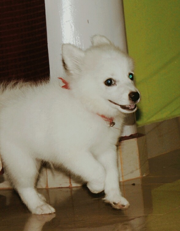 Our pet