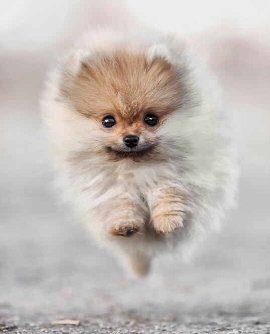 pom