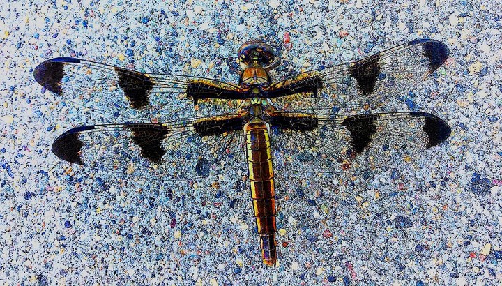 Dragonfly