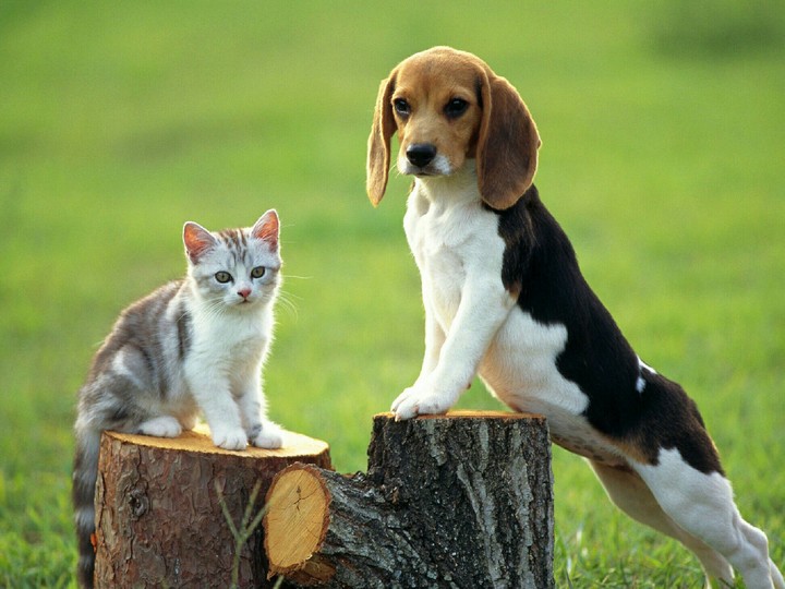 dog&cat