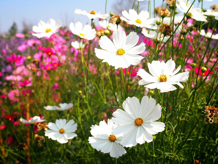 flowers