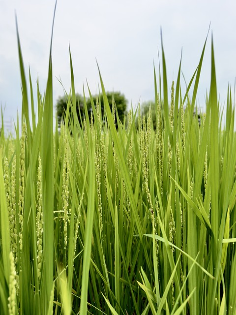 crop, plants Hintergrundbilder