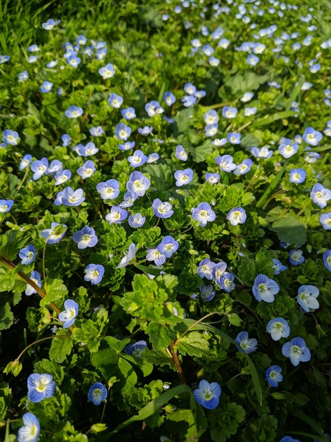 Spring flowers