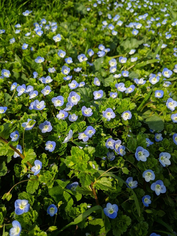 Spring flowers