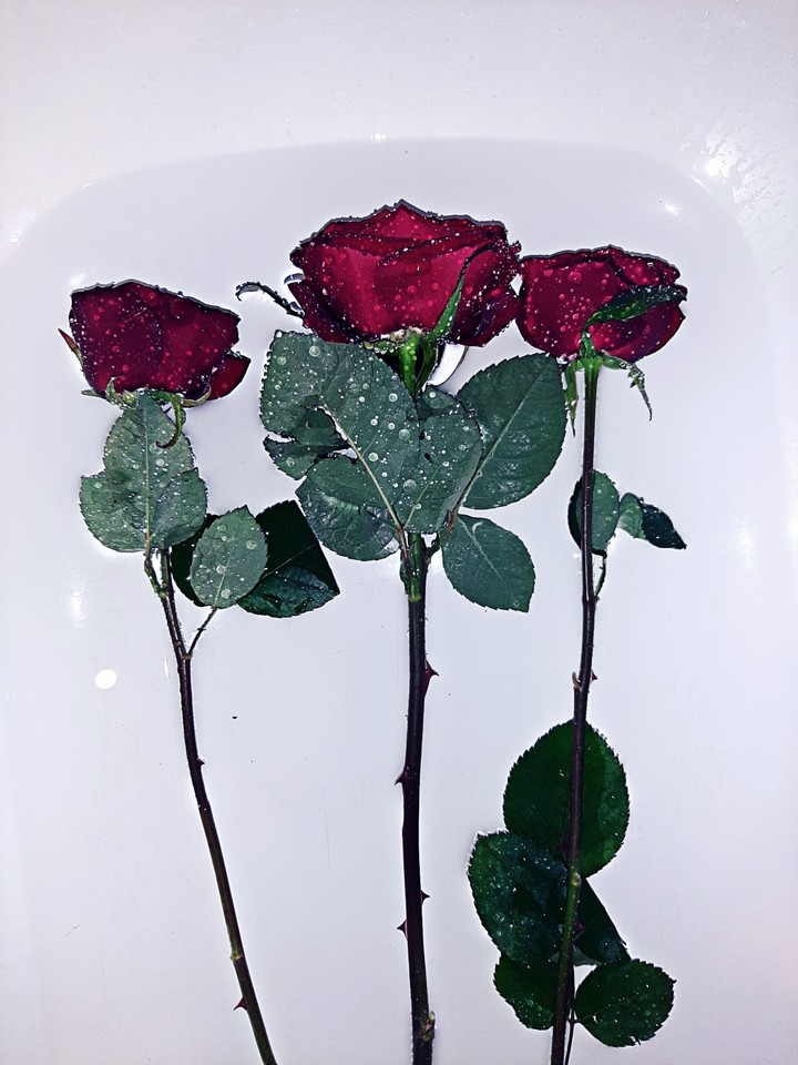 роза