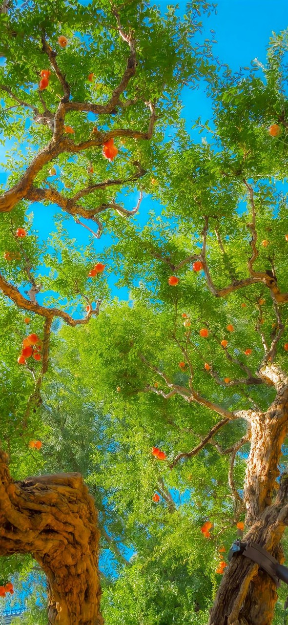 тапети leaf, nature