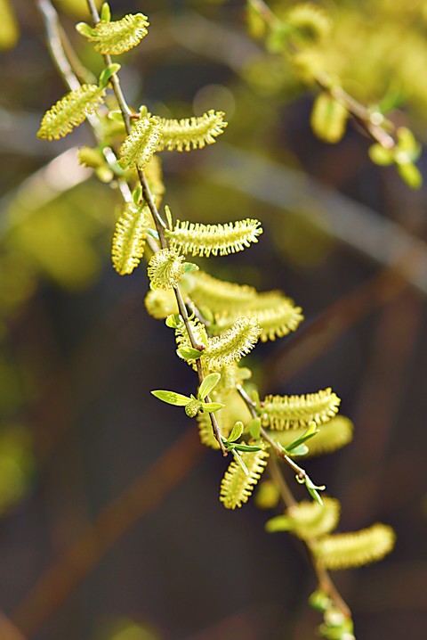 Close-up, gnetophytes duvar kağıtları