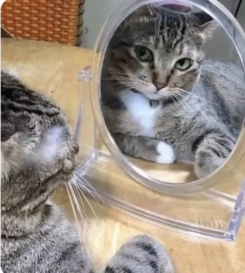 felinae, whiskers háttérképek