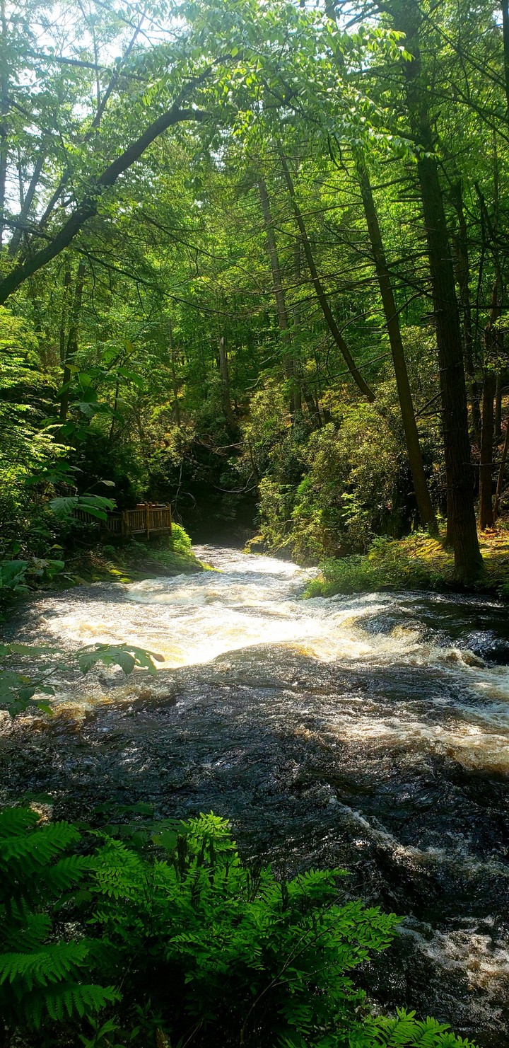 The Stream