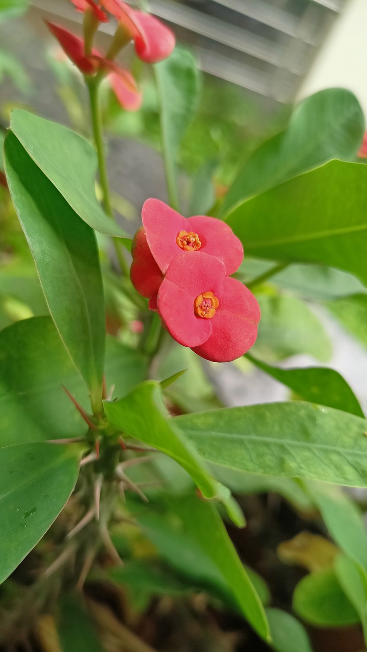 Flowers