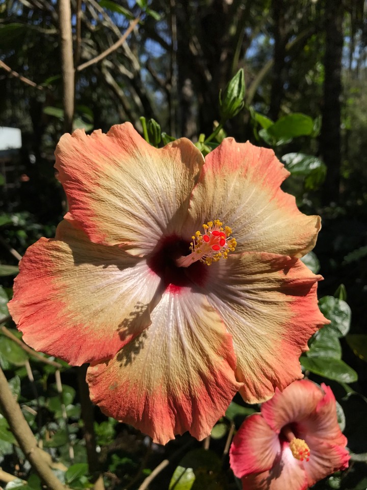 Hibiscus