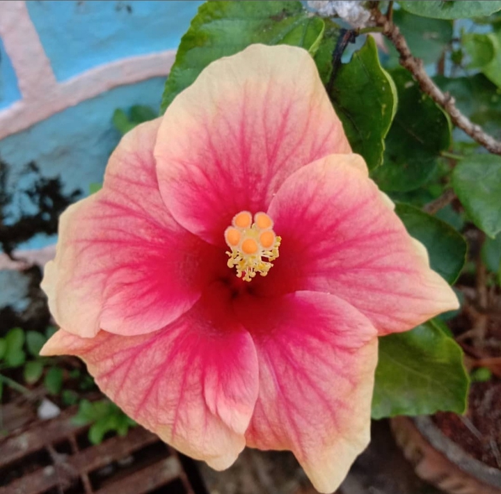 shoeflower