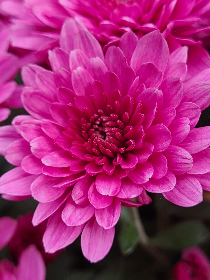 Moms Flower - Fall season arrived