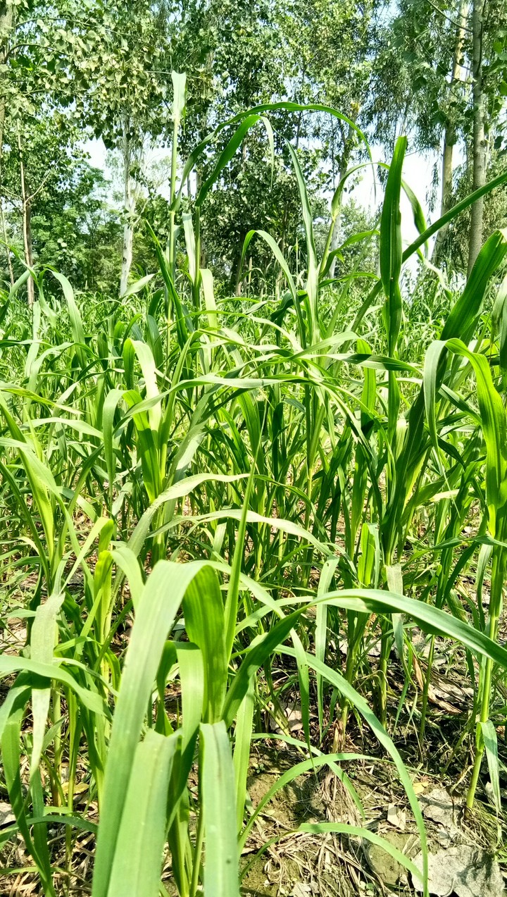 punjab