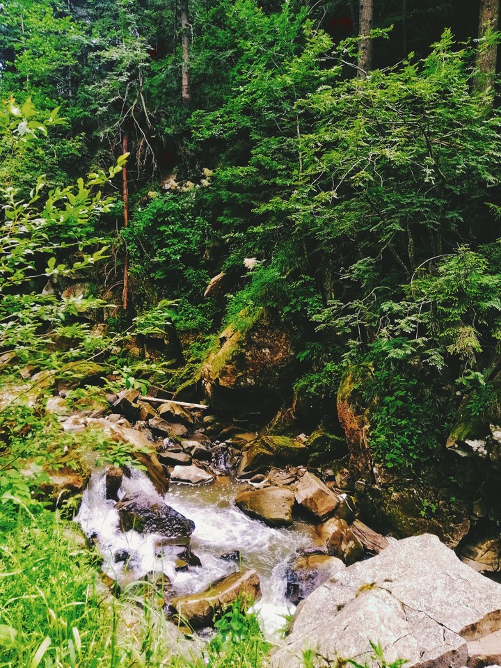 forest