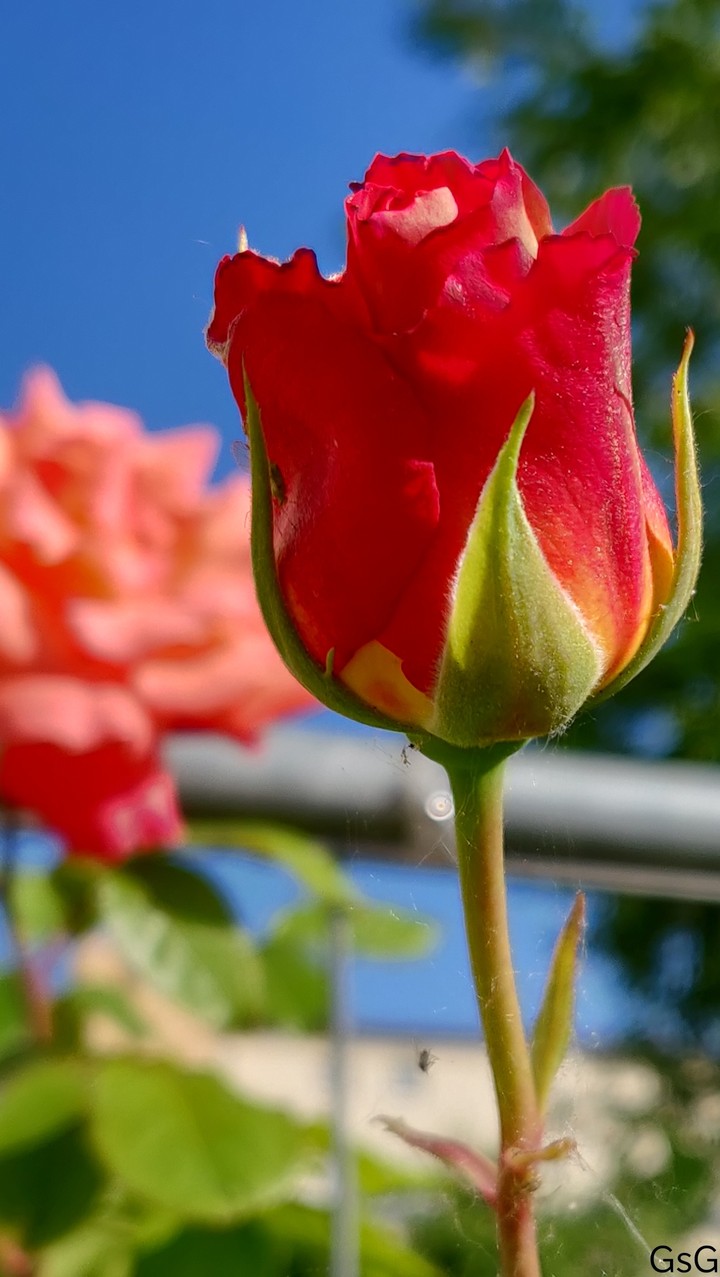 Red Rose bud flower
