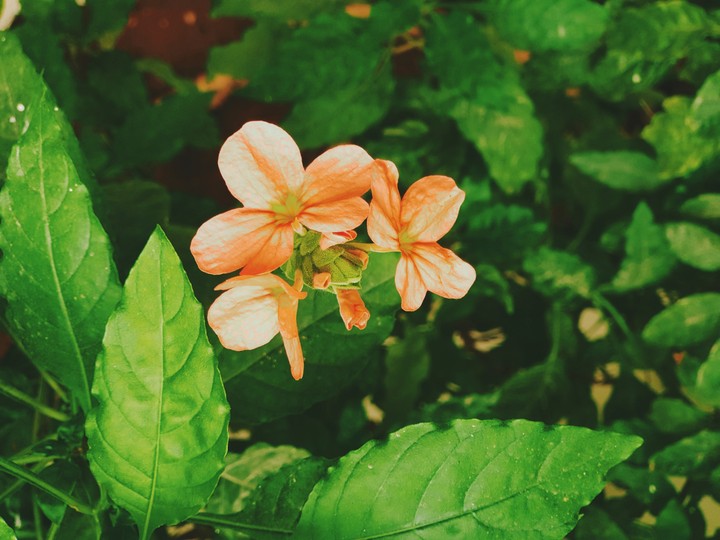 Orange flowers
