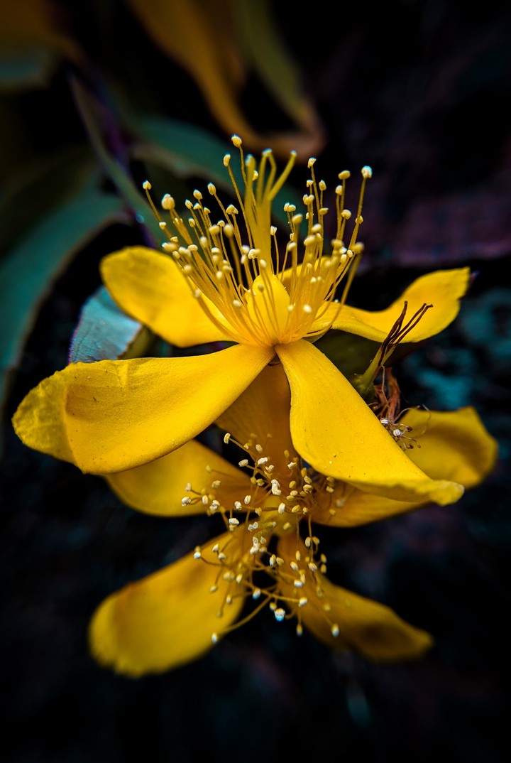 Lady in Yellow!
