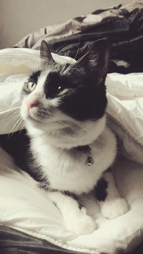 cat