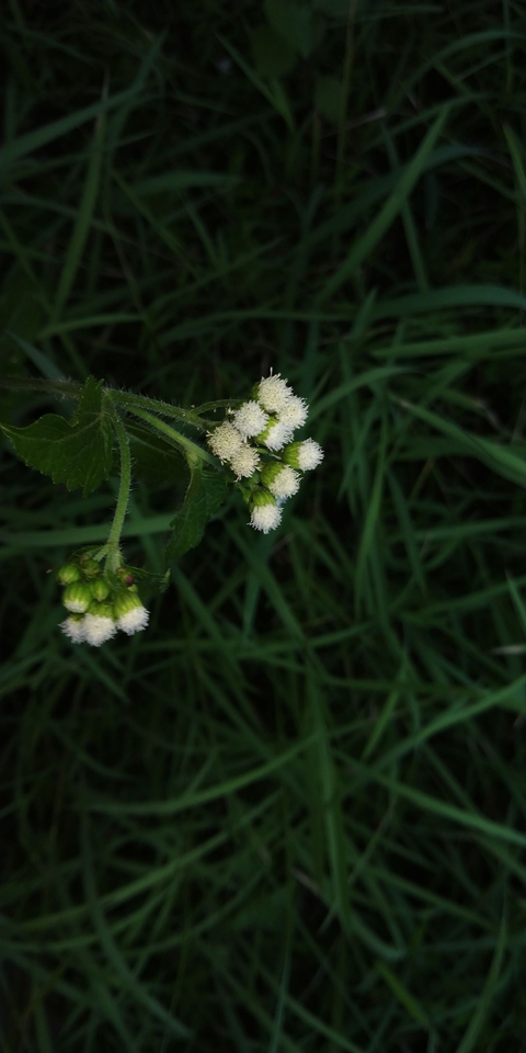 Tiny blooms