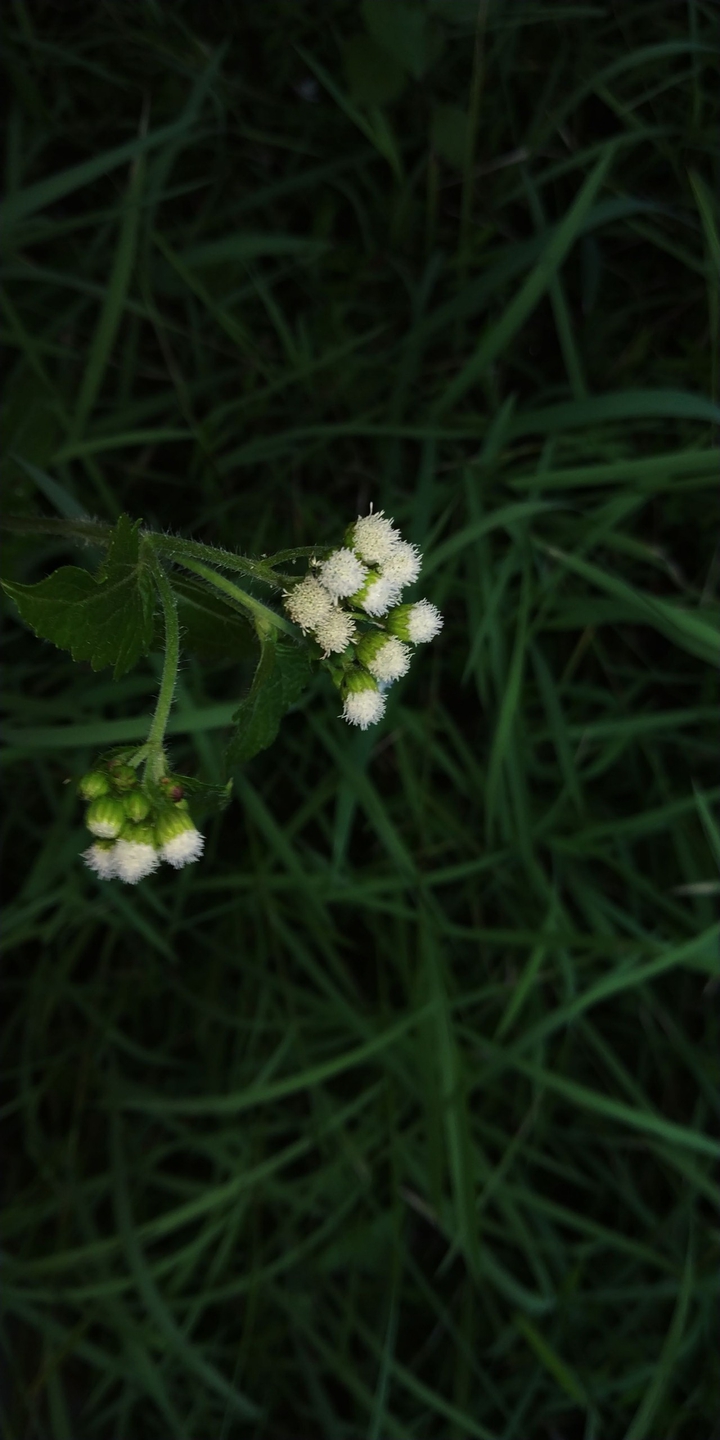 Tiny blooms