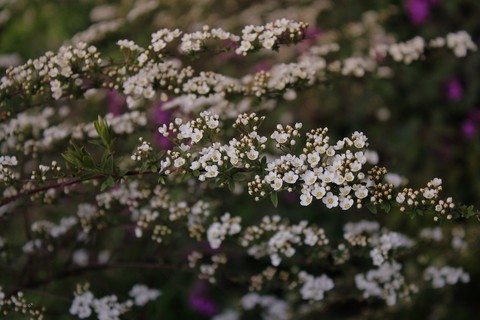 O.V.❀