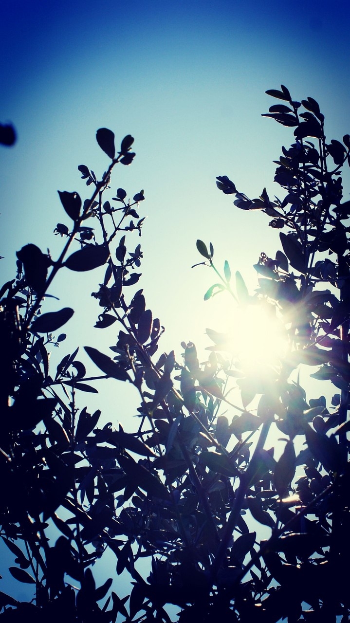 sunlight
