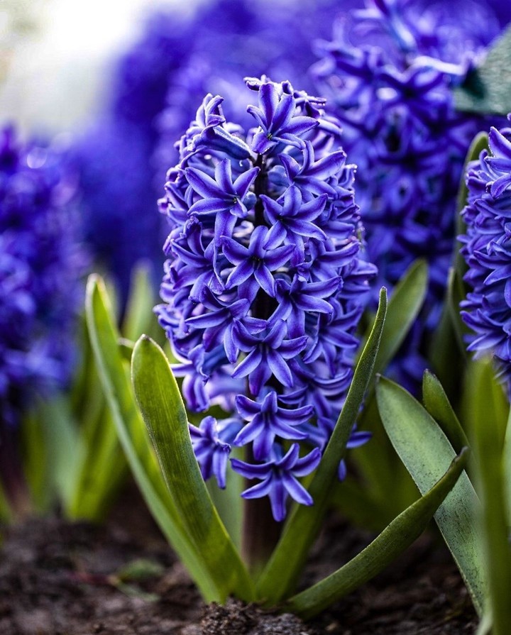 hyacinth