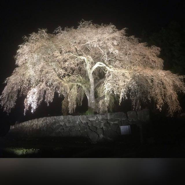 old tree