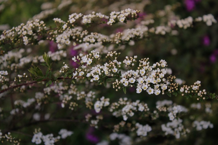 O.V.❀