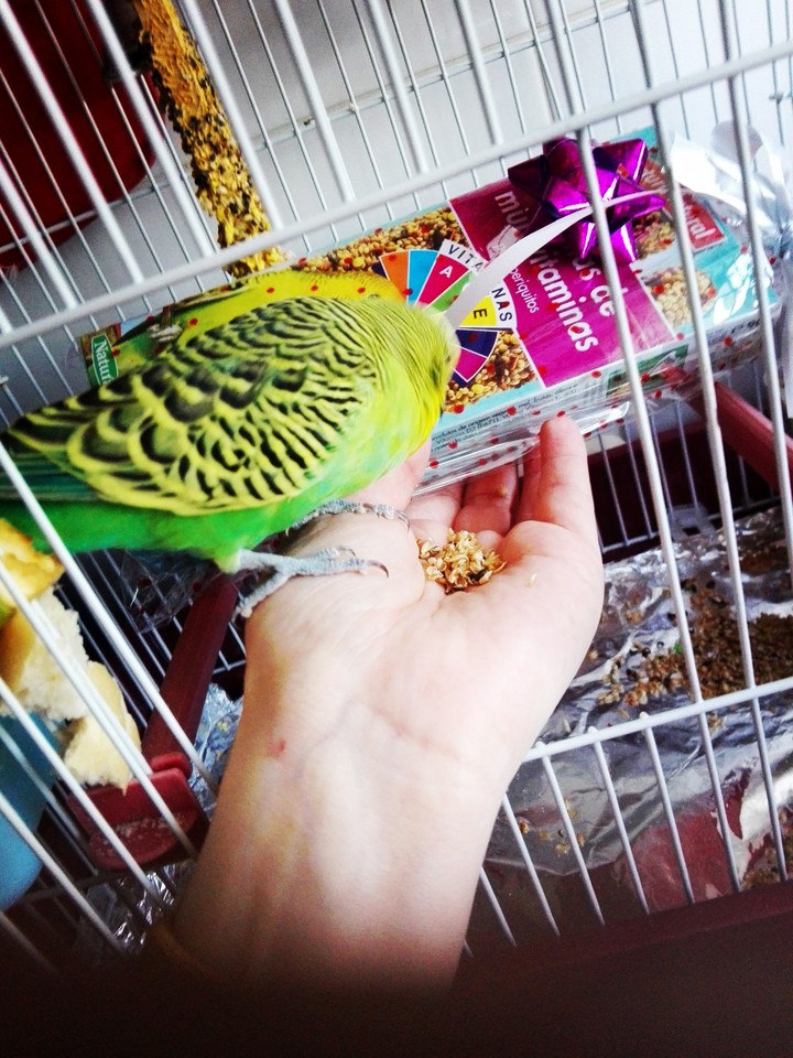 Periquito